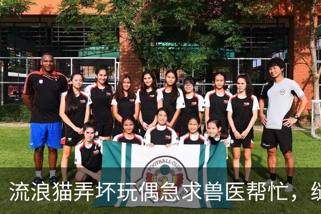 流浪猫弄坏玩偶急求兽医帮忙，缝补进行中它全程陪护，眼神满是担忧：快救救我的好朋友！